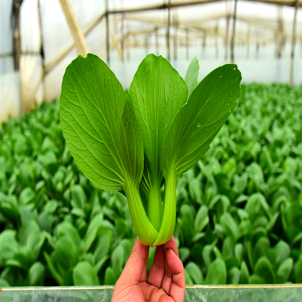 Jingyan® Organic Pak Choi Seeds