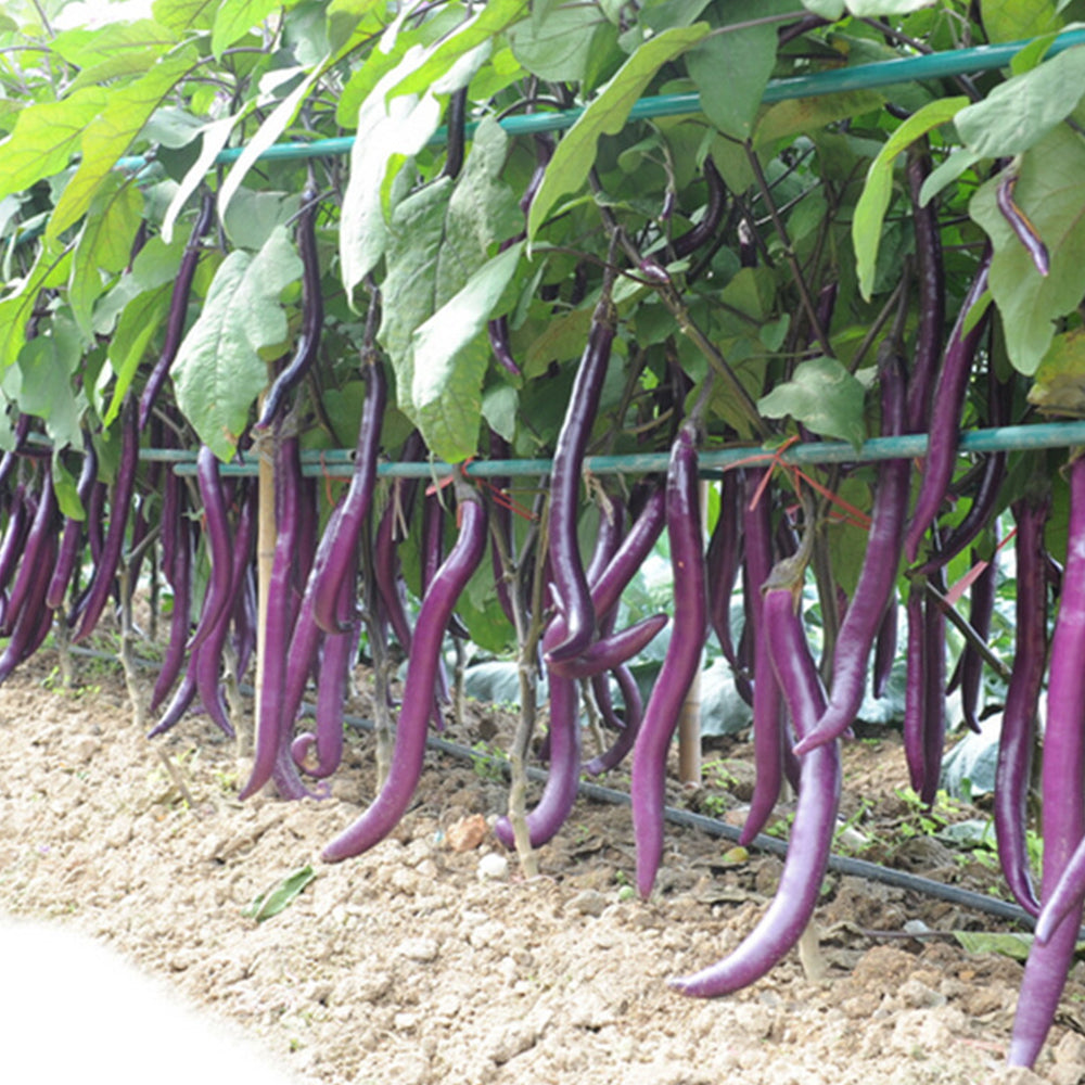 5 Bags (100 Seeds / Bag) of 'Hang Zilong' Series Purple Eggplants