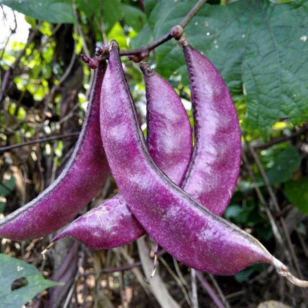 Delicious and Decorative: 5 Packs (10 Seeds / Bag) of Fresh Purple-Red Hyacinth Bean