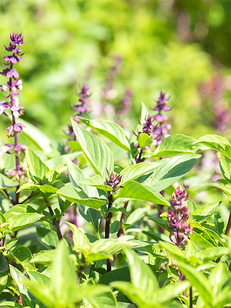 Clove Basil