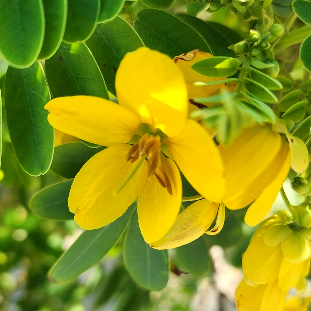 Bellfarm® Semen cassiae Seeds