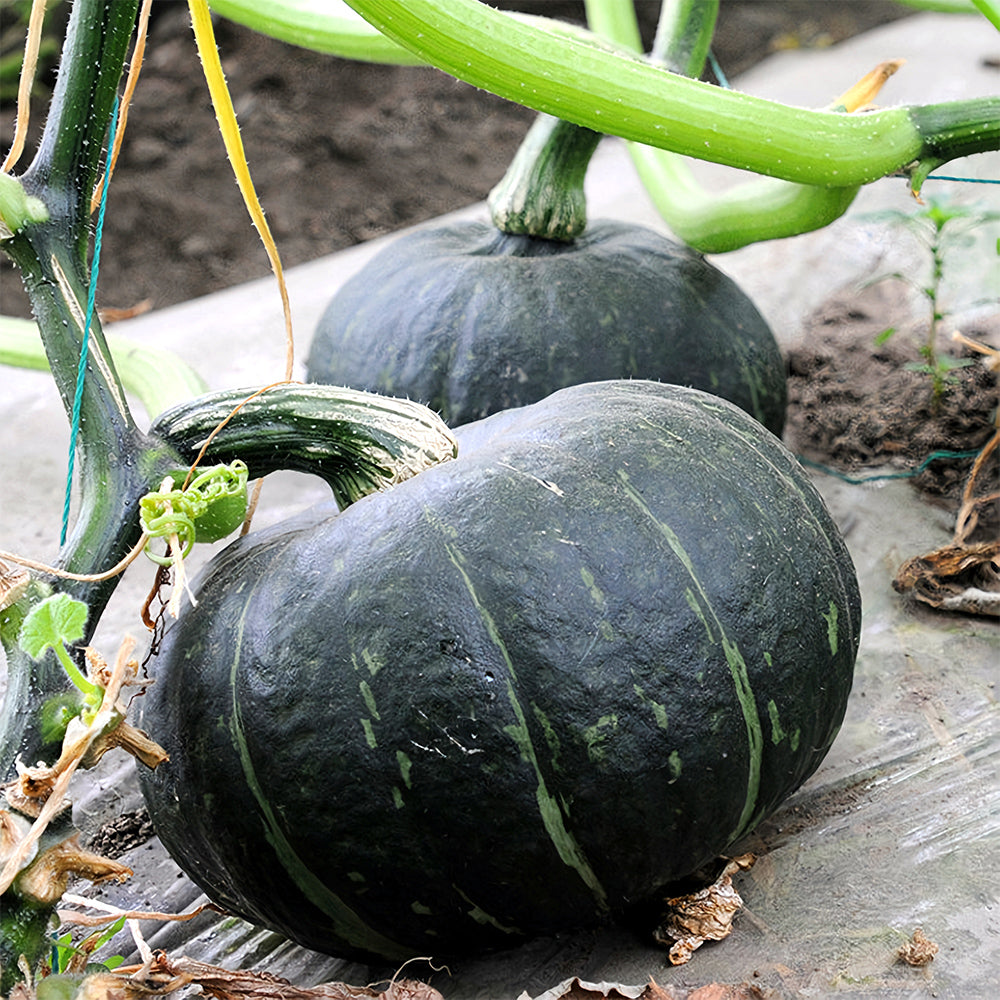 5 Bags (20 Seeds / Bag) of 'Green Baby' Small Pumpkin Seeds