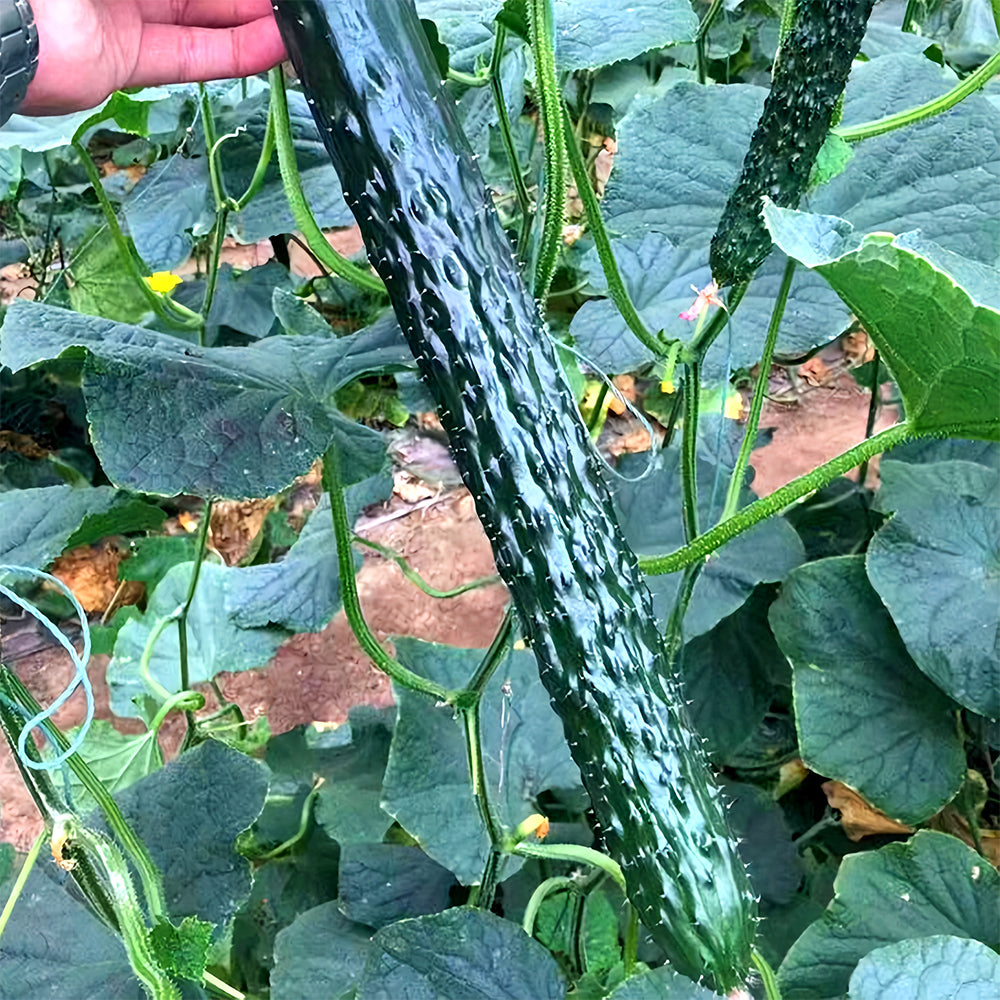 Classic Harvest: 5 Bags (60 Seeds/Bag) of 'Jinyan No.4' Thorny Green Cucumbers