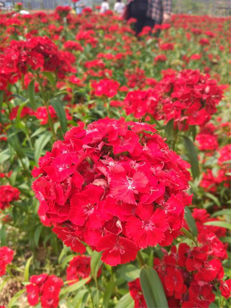 Red Sweet William (Dianthus barbatus L.)