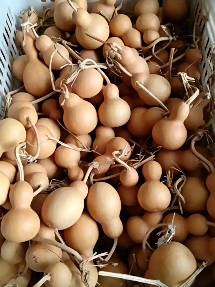 Small Bottle Gourd
