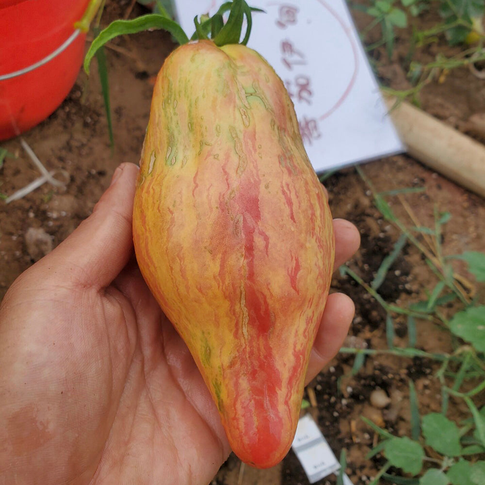 613 Tulip Tomato