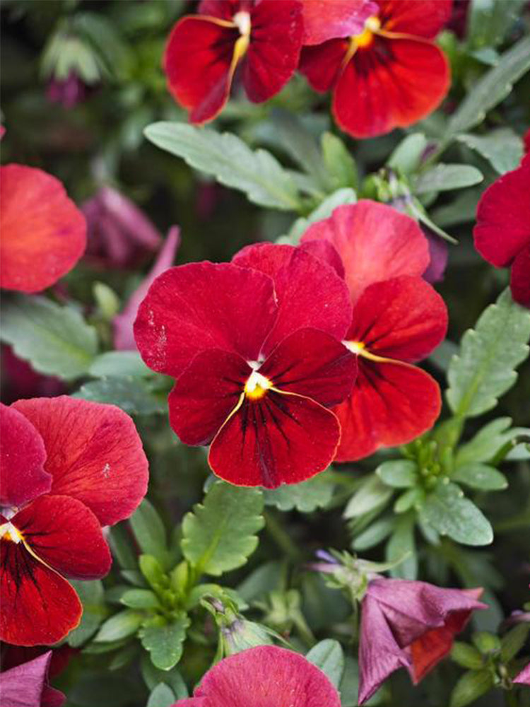 Super Bingo Series Red Pansy (Viola × wittrockiana)
