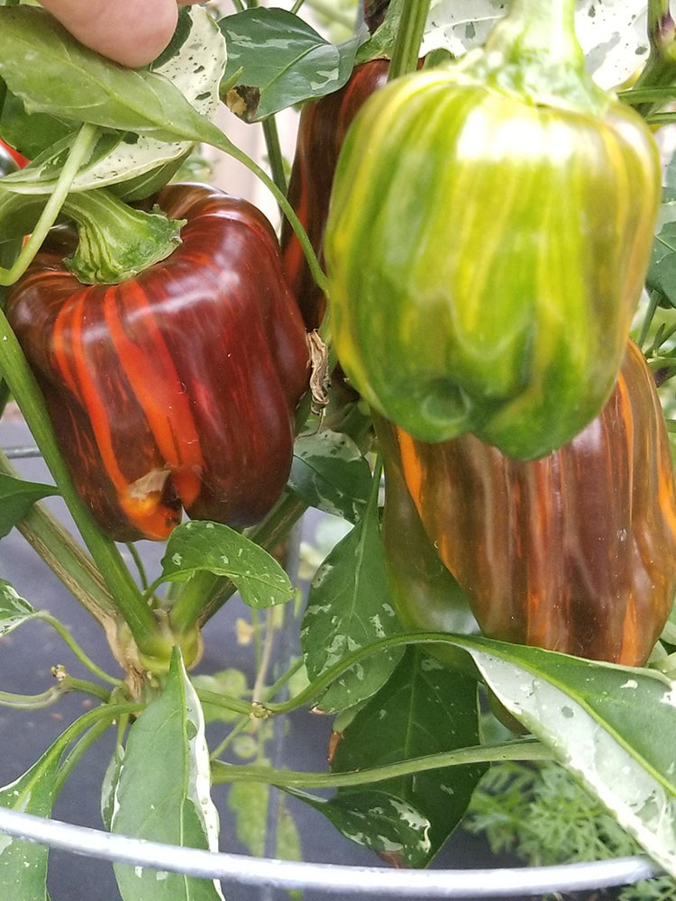 'Candy' Sweet Pepper