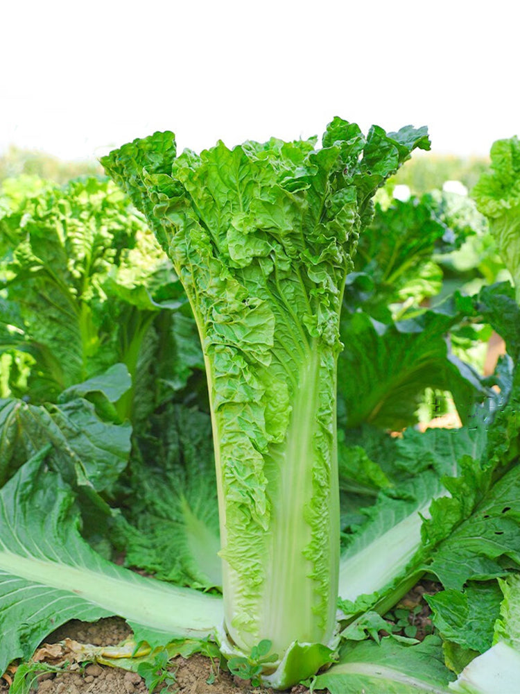 Jinkang 75 Chinese Cabbage