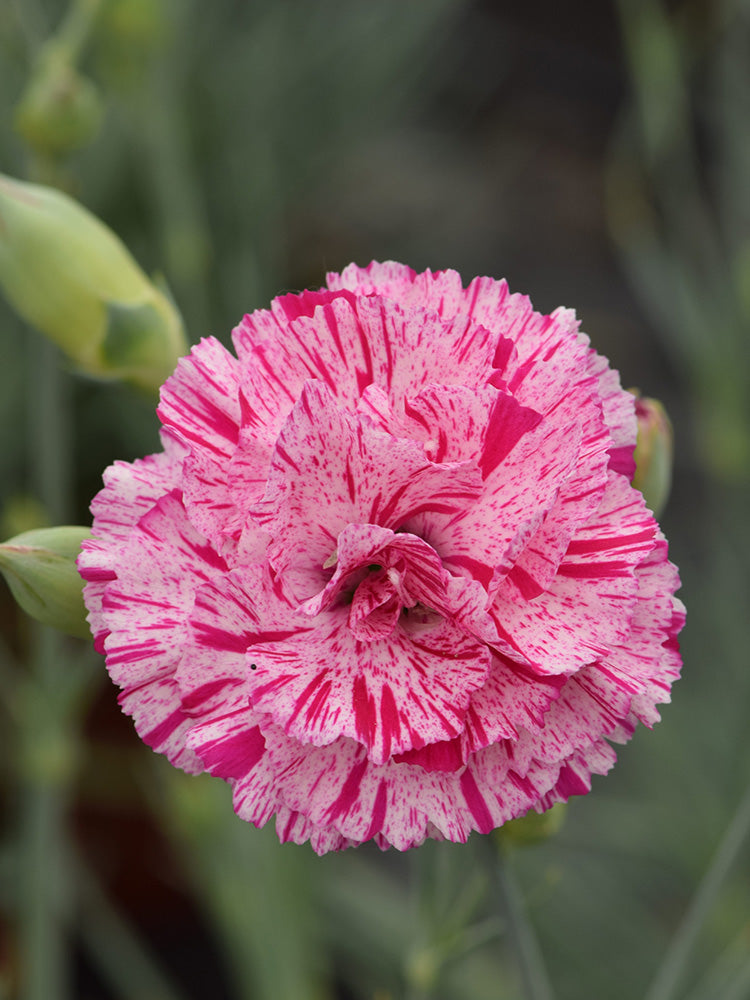 Frilly Mixed Carnation