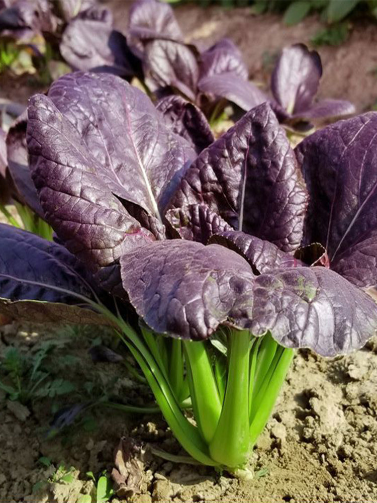 'Ziguifei' Purple Bok Choy