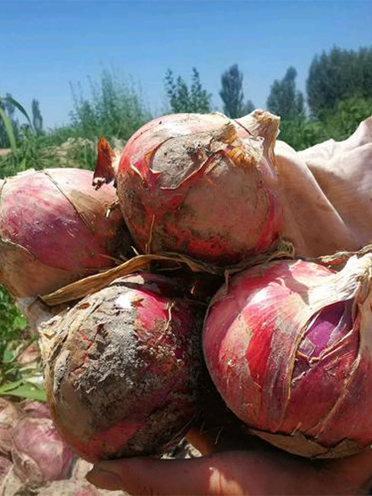 Imperial Ruby' Red Onions (Allium cepa L.)