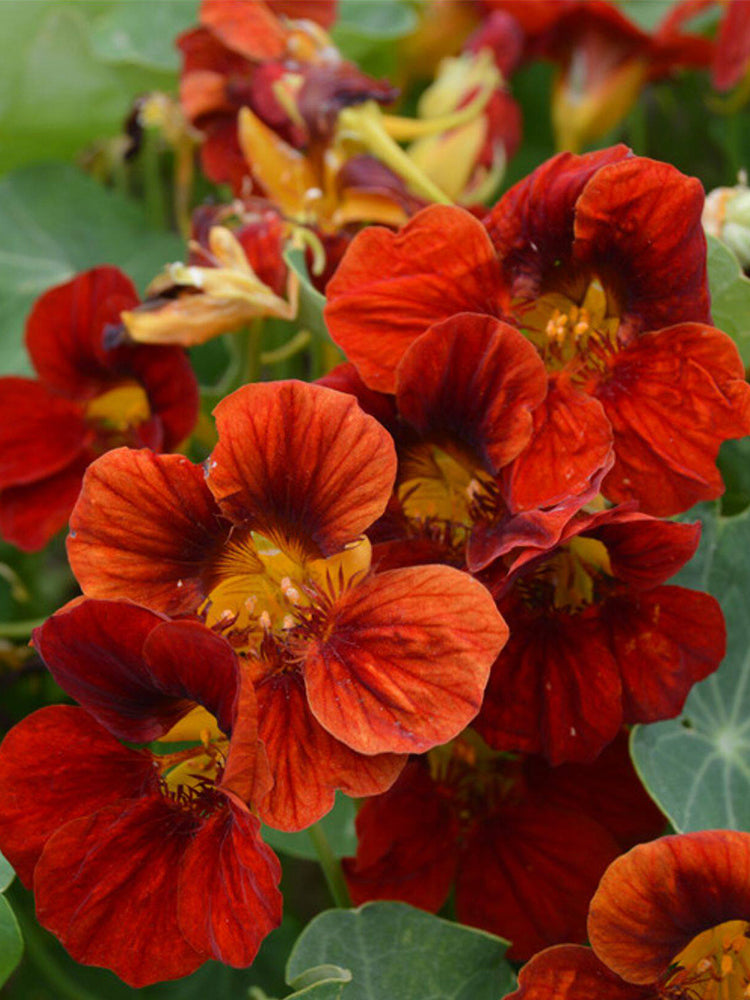 Hezhichun Mixed Color Nasturtium