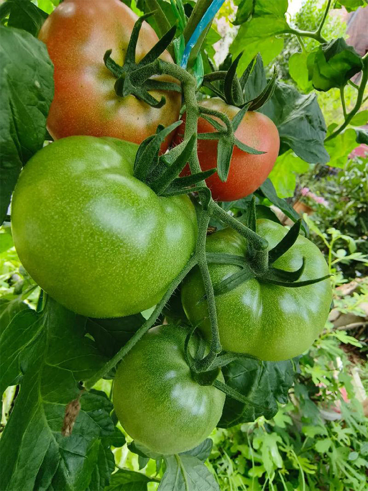 Yashu No.11 Tomato