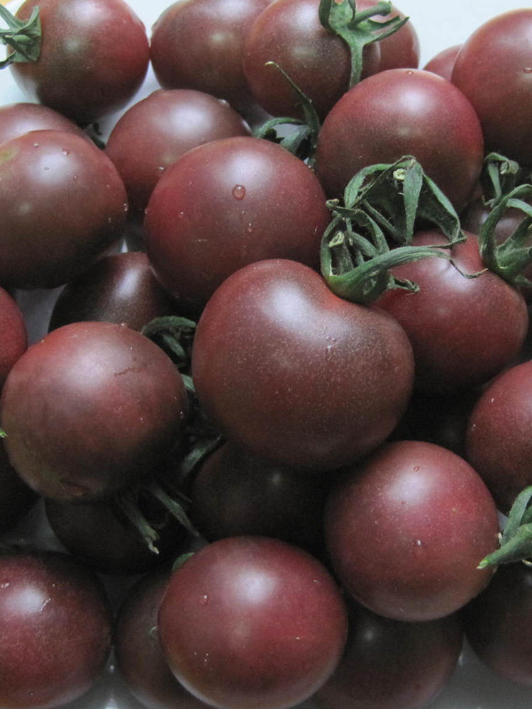 'Midnight Pearl' Cherry Tomato