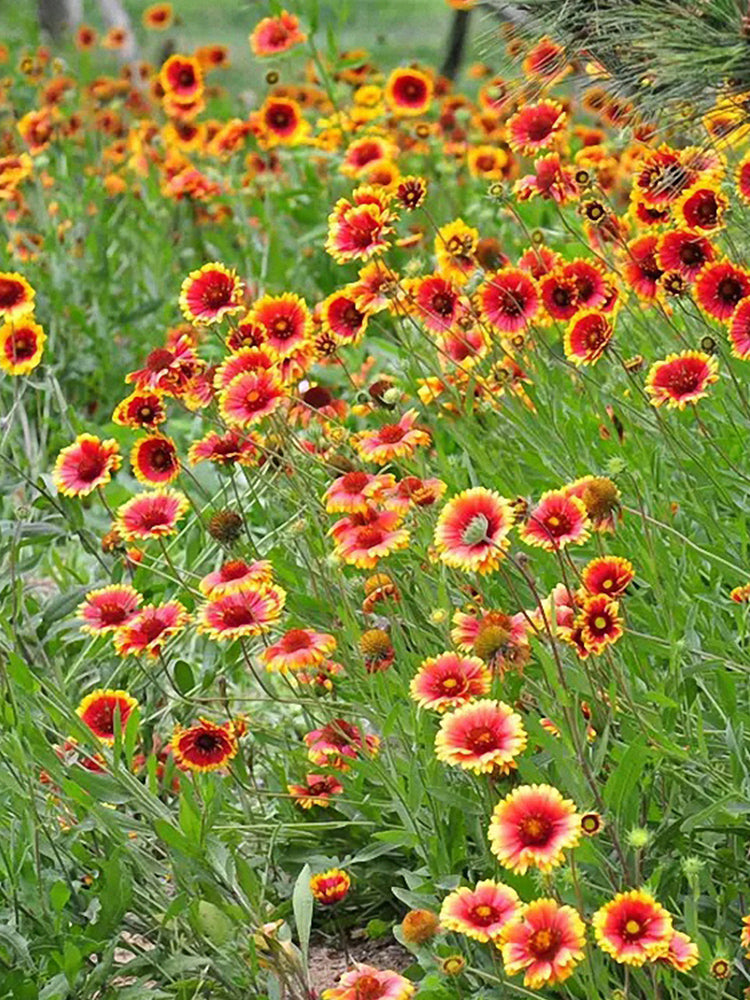 Blanket Flower (Gaillardia aristata)