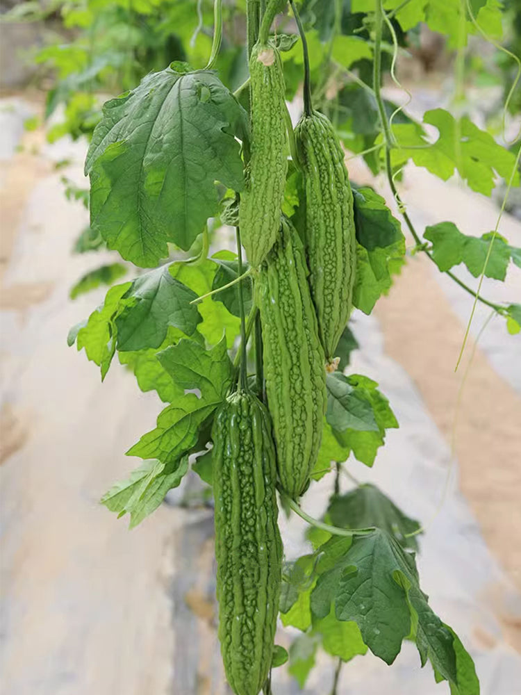 Emerald Green Bitter Melon