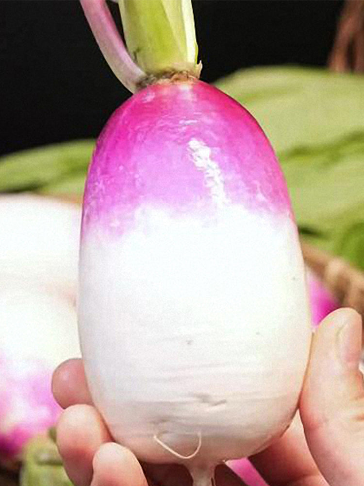 Sweet Pear' Radish (Raphanus sativus)