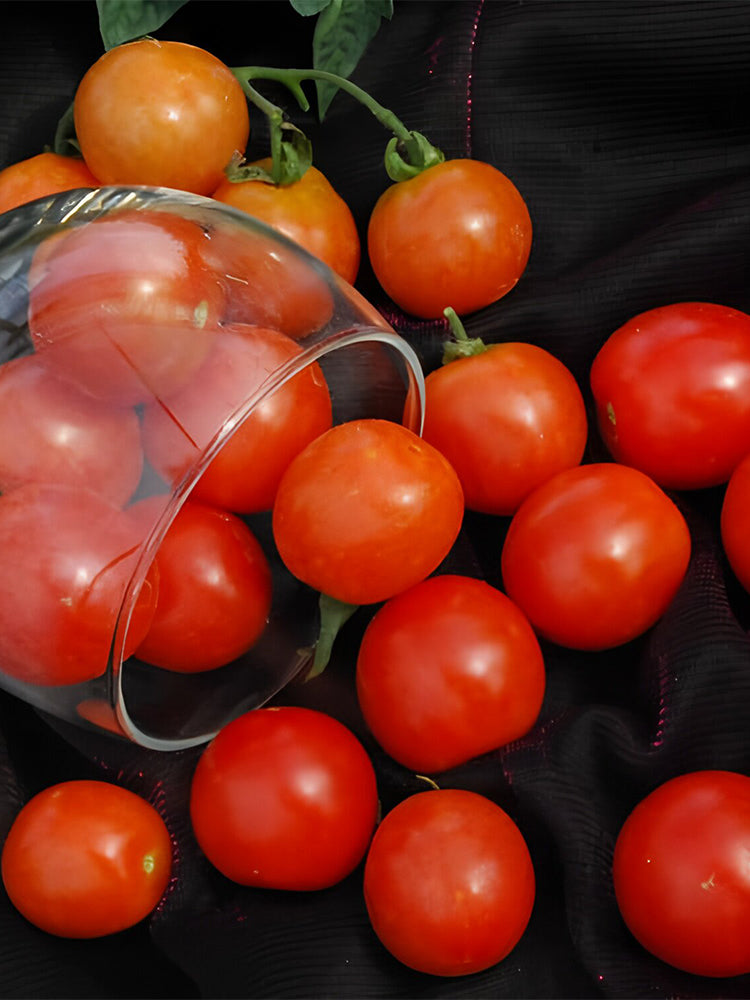 Dwarf Trailing Cherry Tomato 'Tumbling Tom Red'