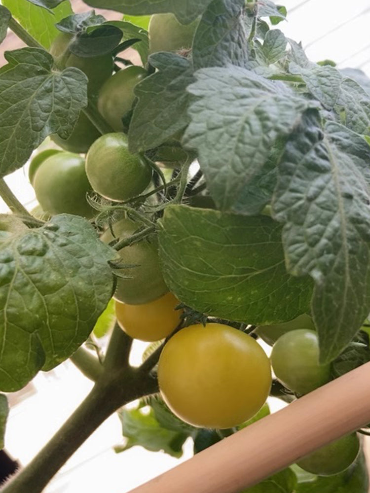 'Fat Frog' Micro Dwarf Tomato