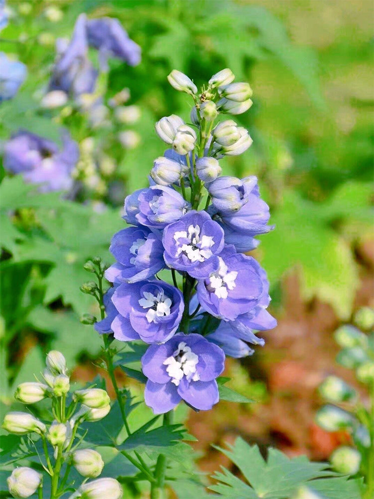 Large-flowered Delphinium (Delphinium grandiflorum 'Cute' Series)