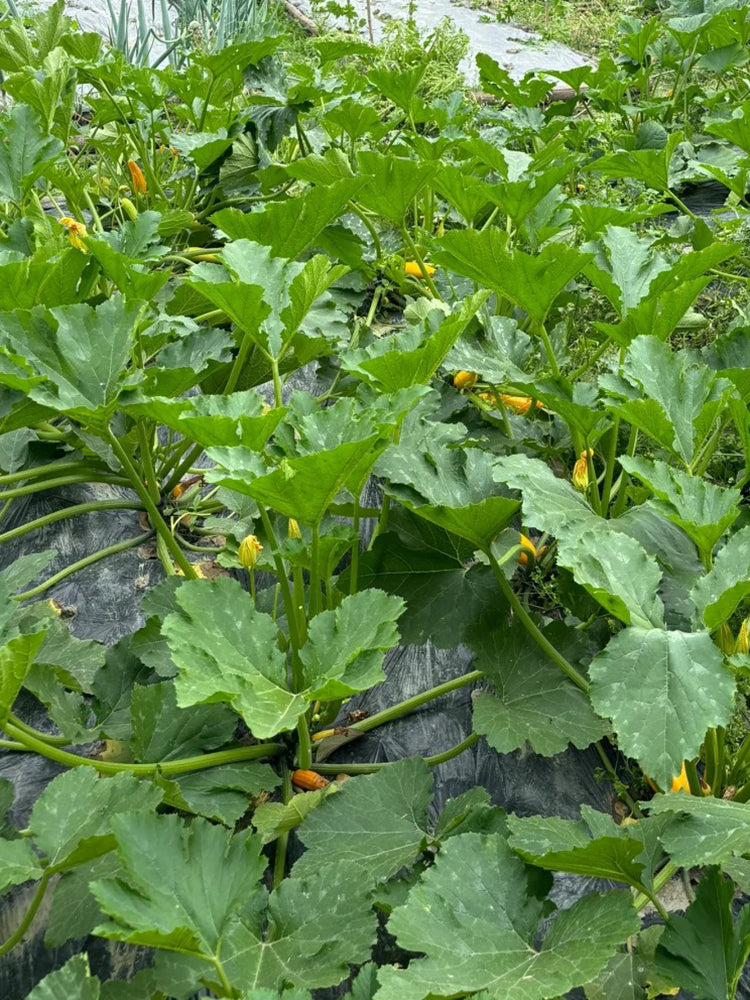 Imperial Concubine Zucchini