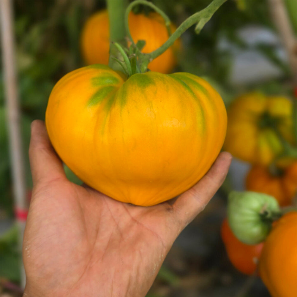 711 Lyuba's Heart Tomato