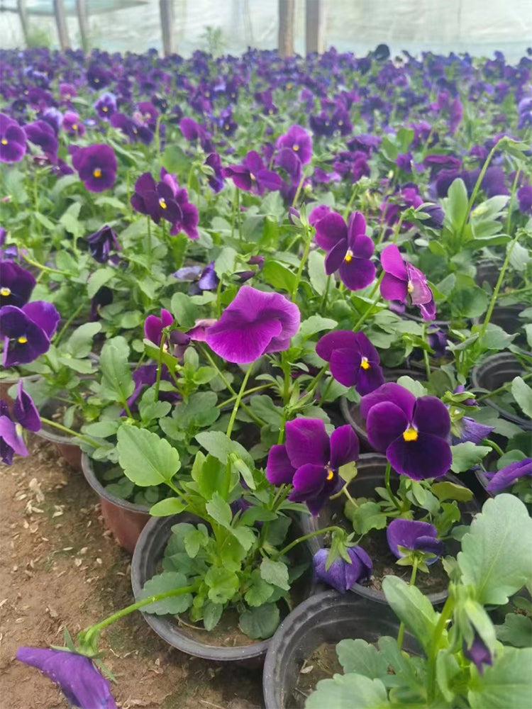 Super Bingo Series Purple Pansy (Viola × wittrockiana)
