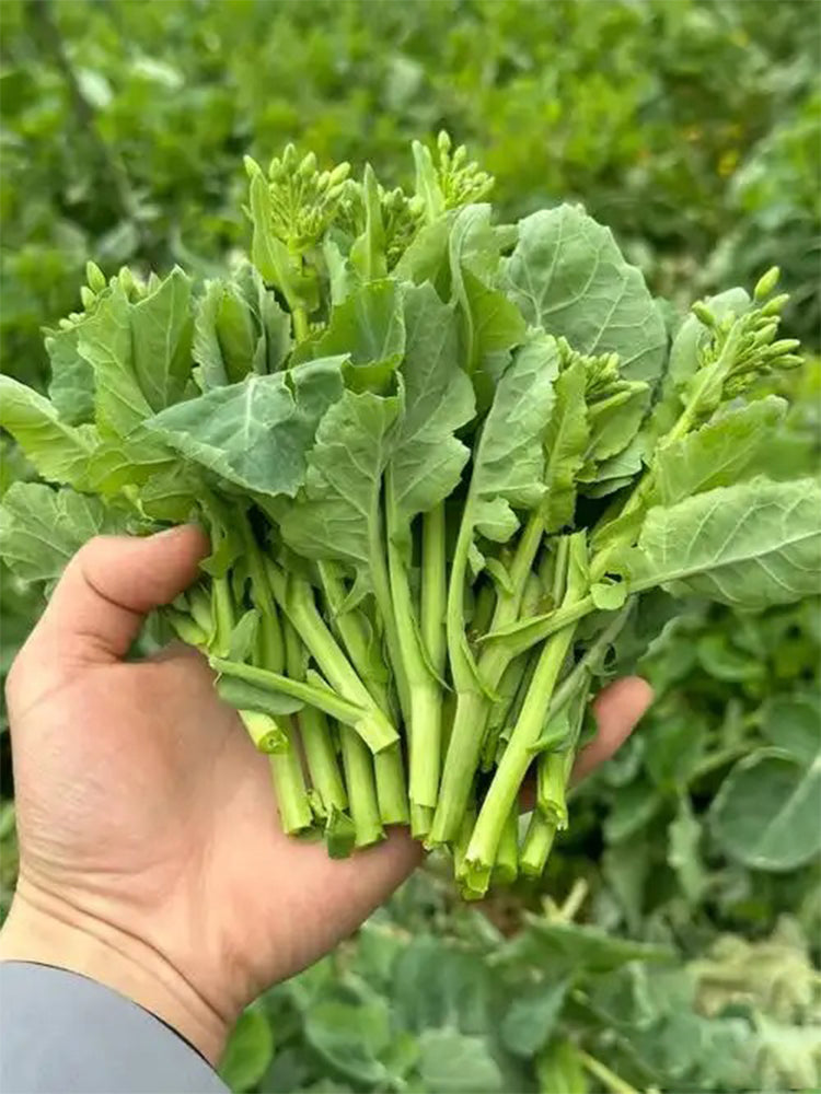 Lvyou No.12 Youcaitai (Chinese Flowering Cabbage)