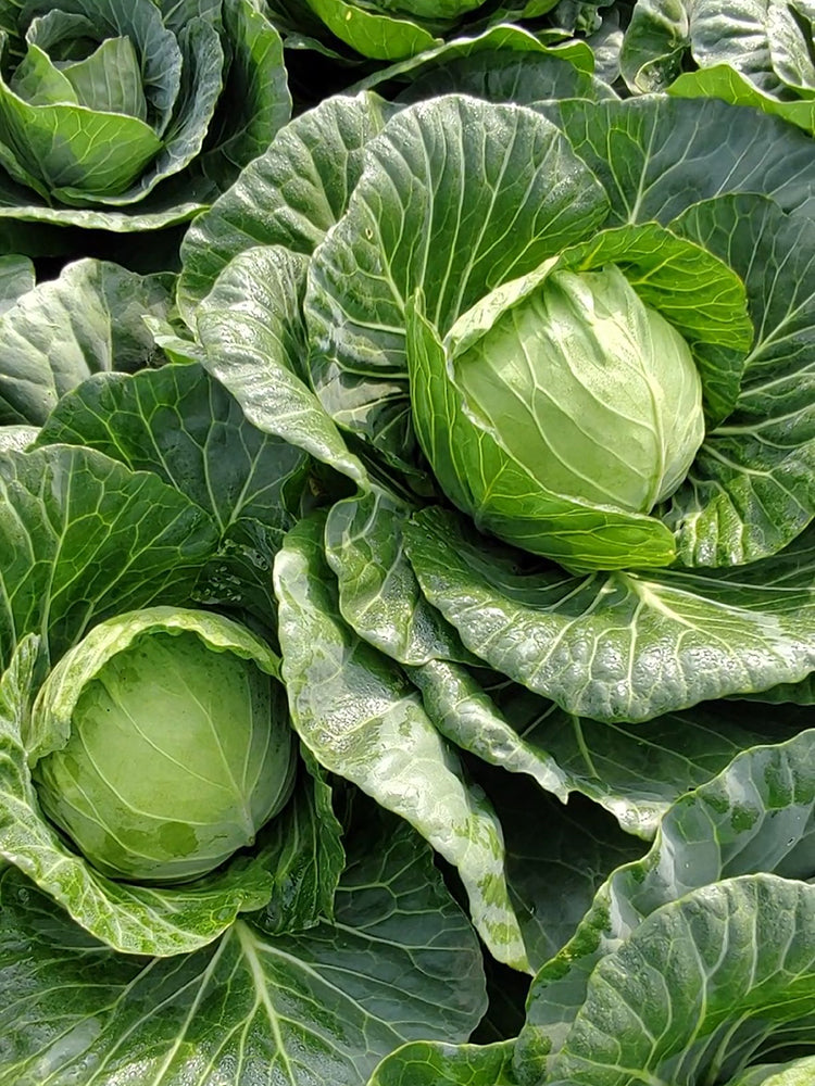 Iron Green 45 Cabbage