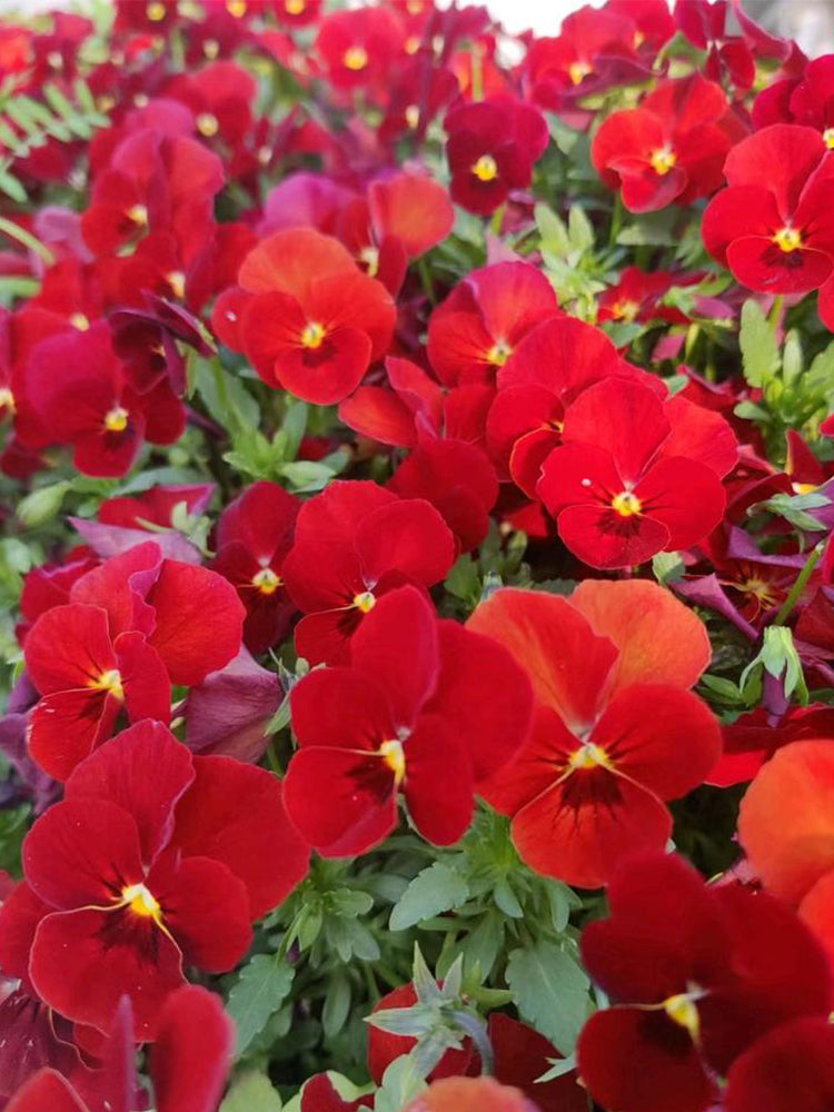 Super Bingo Series Red Pansy (Viola × wittrockiana)
