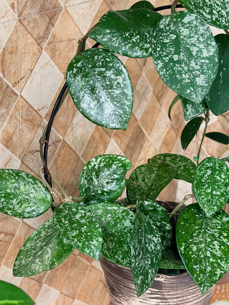 Hoya carnosa 'Freckles Splash' Unrooted Stem Cuttings