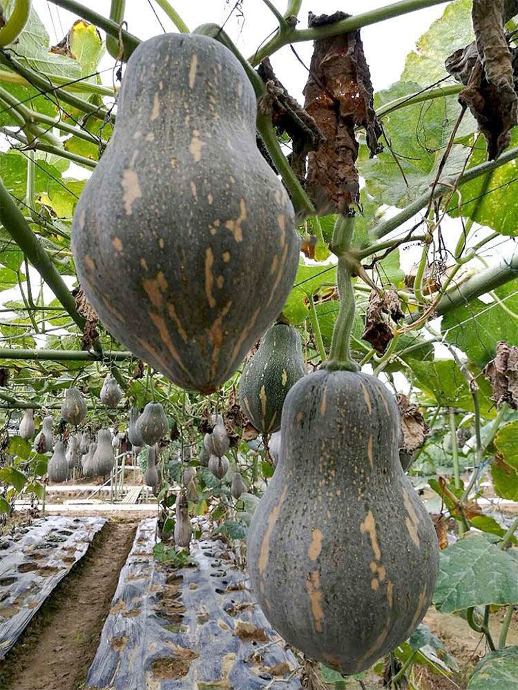 Sweet Taro Pumpkin
