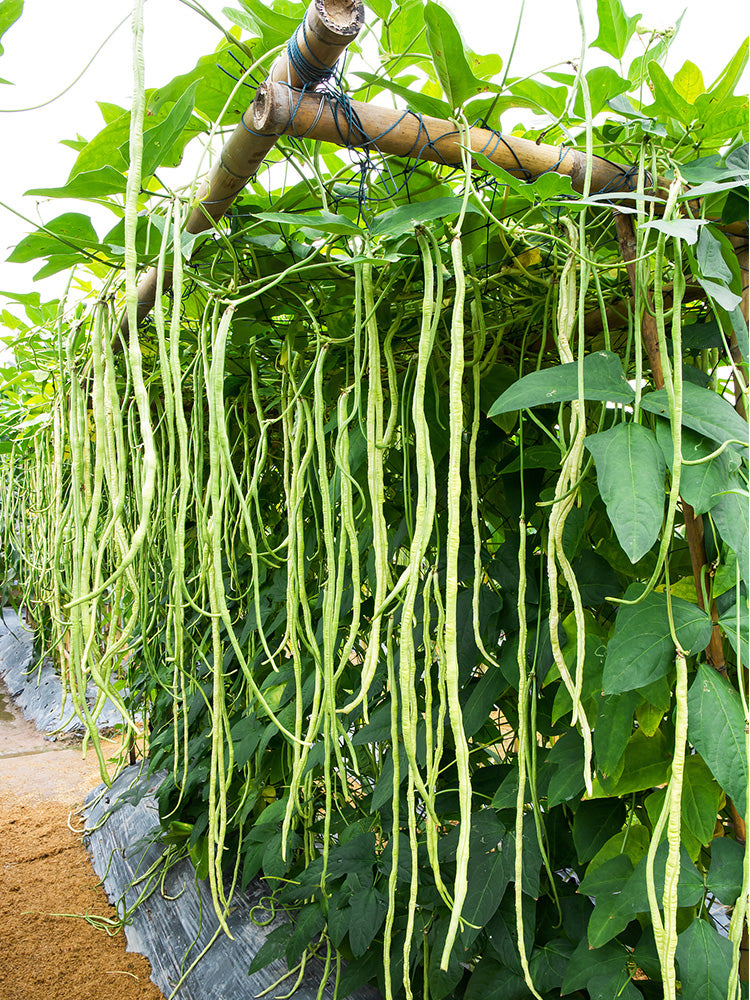 Huajun No.1 Yardlong Beans