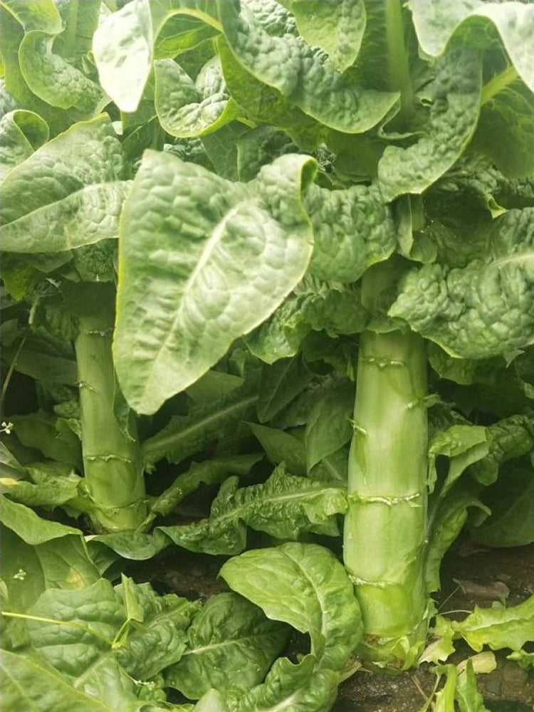 Jade Stem Lettuce