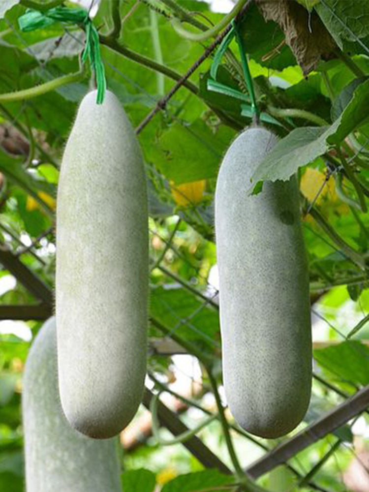 Taiwan Small Wax Gourds