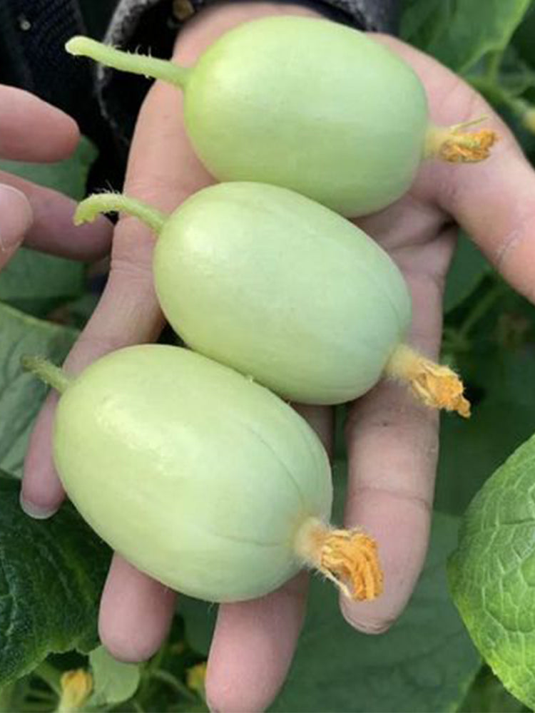 Jintong & Yunü Mini Fruit Cucumbers