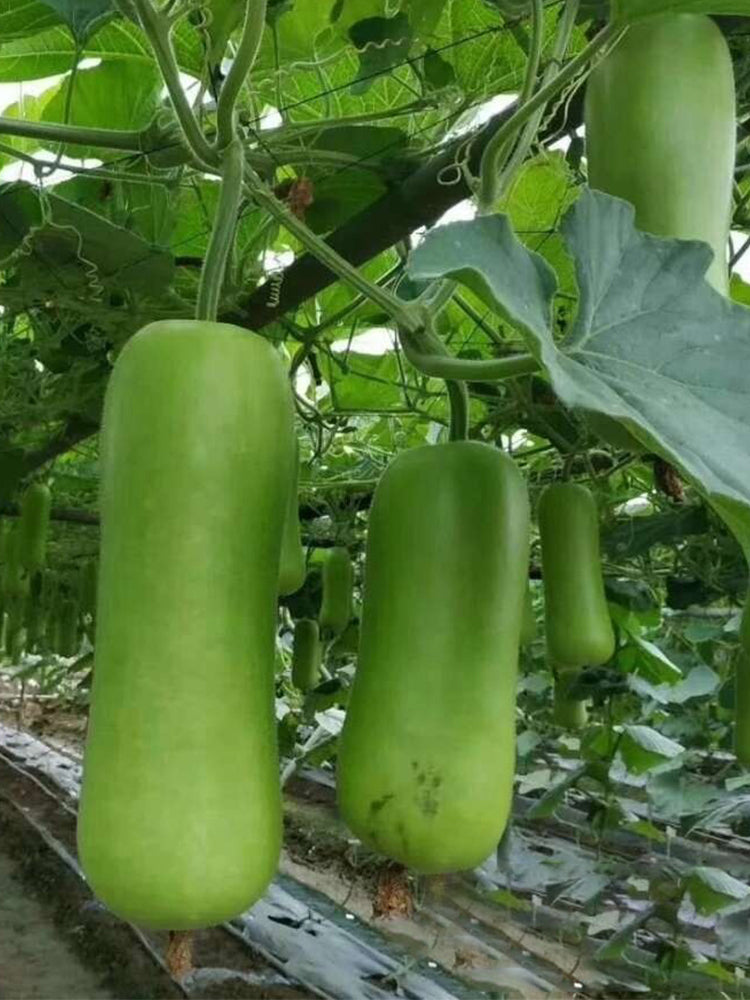 Cuiying Bottle Gourd