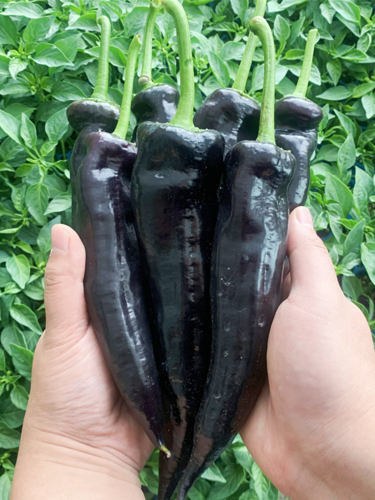 Purple Peppers (F1 Hybrid)