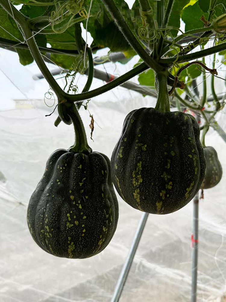 Prolific Fragrant Pumpkins