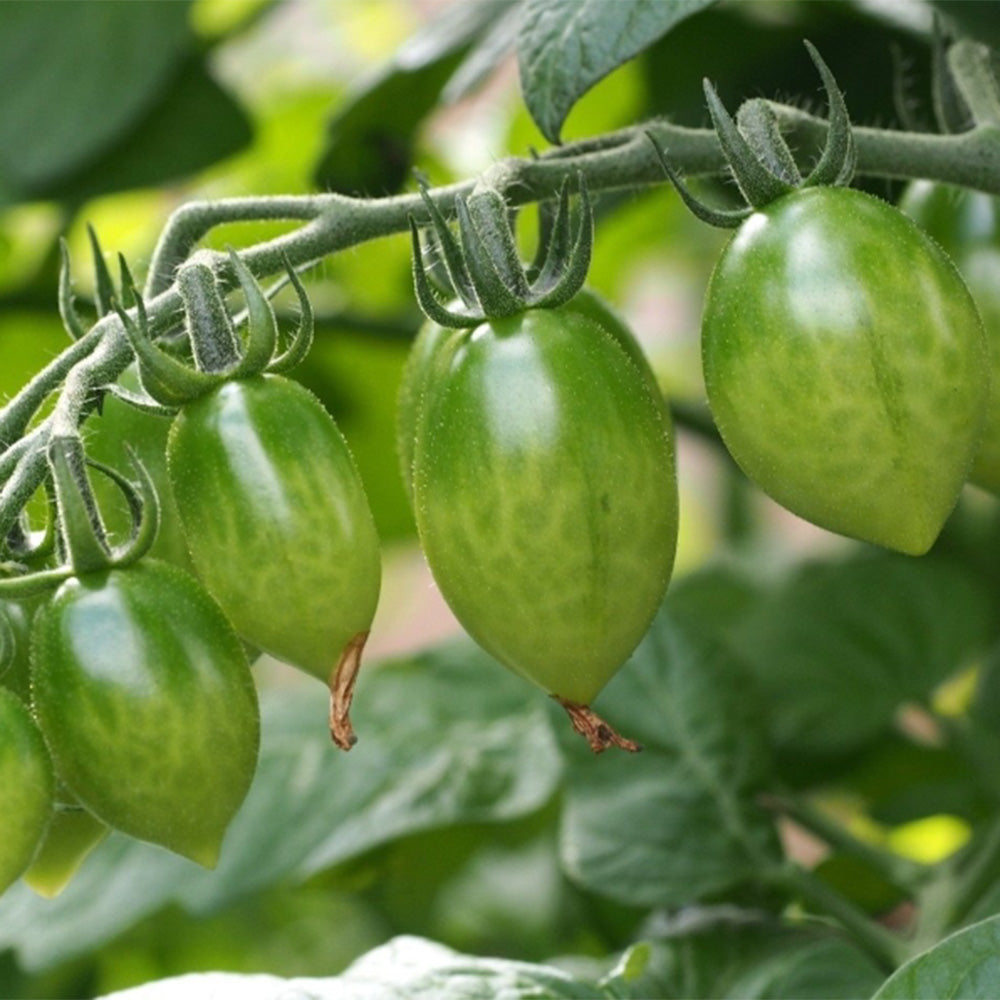 619 Green Envy F1 Tomato