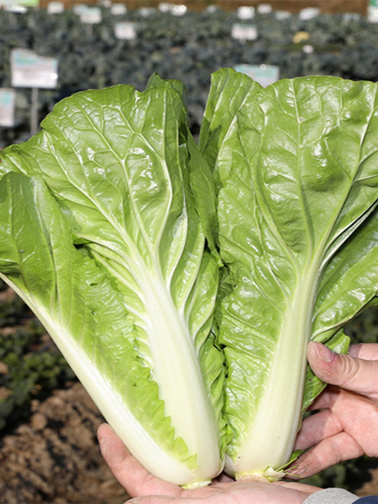 White-Stemmed Bok Choy