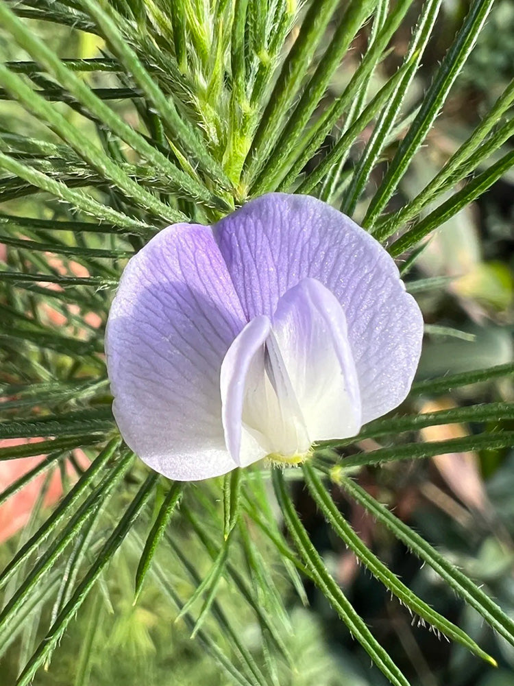Feather-leaved Psoralea