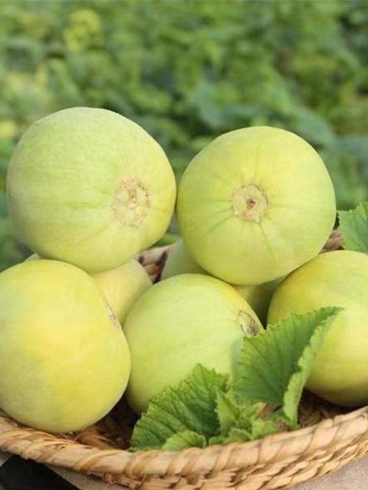 Japanese Sweet Treasure Melons