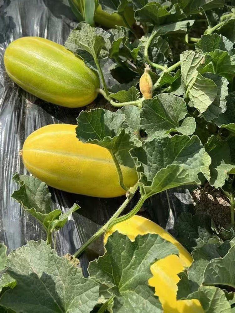 Golden Honey Melon