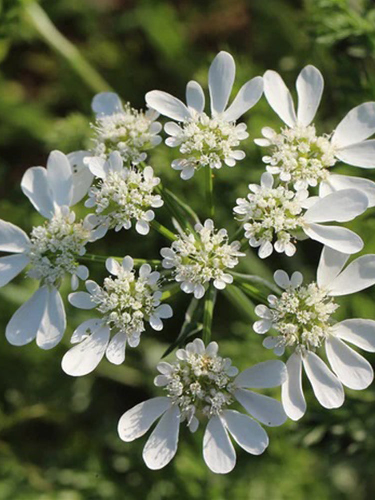White Laceflower (Orlaya grandiflora)