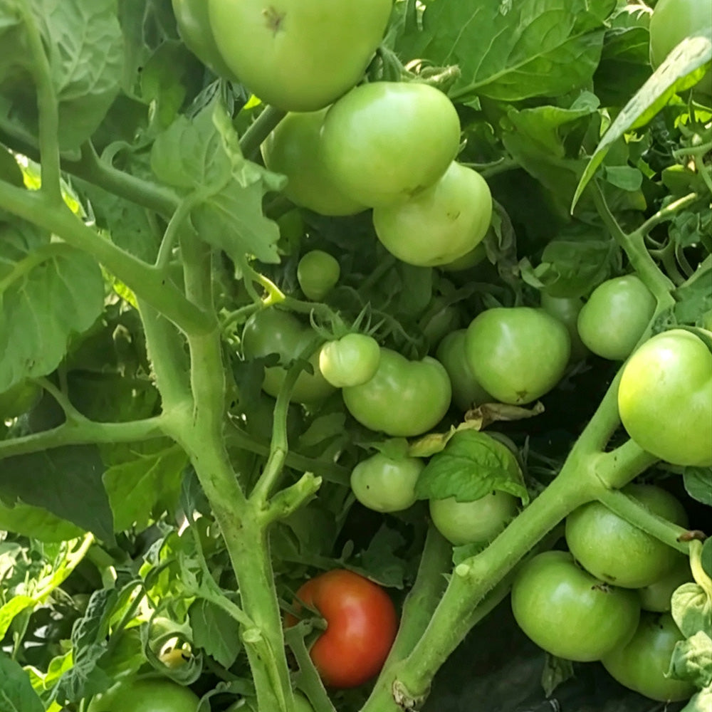 573 Tiny Totem Tomato