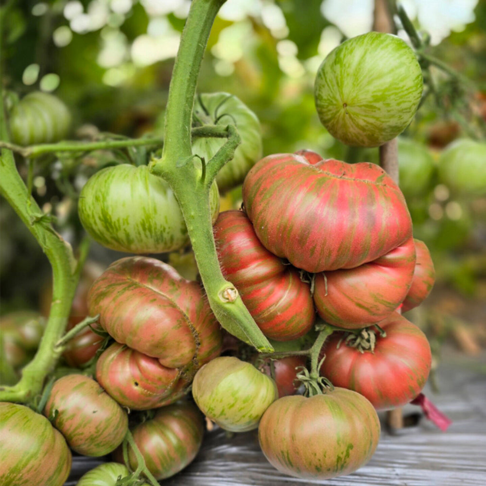 656 Kozula 128 Tomato