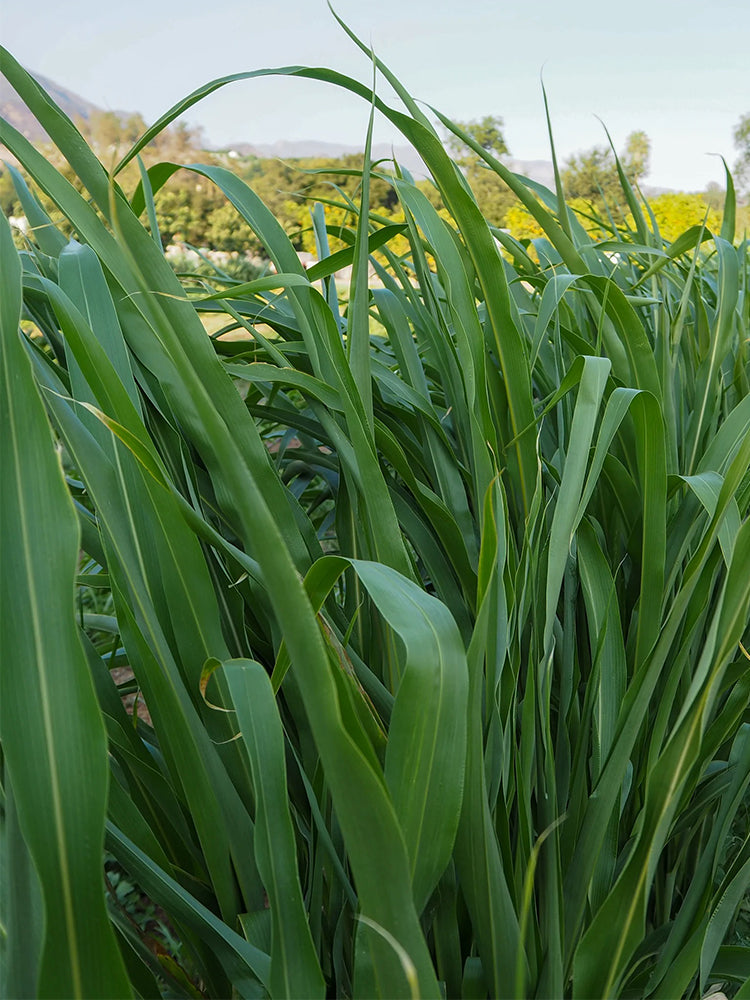 Sudangrass