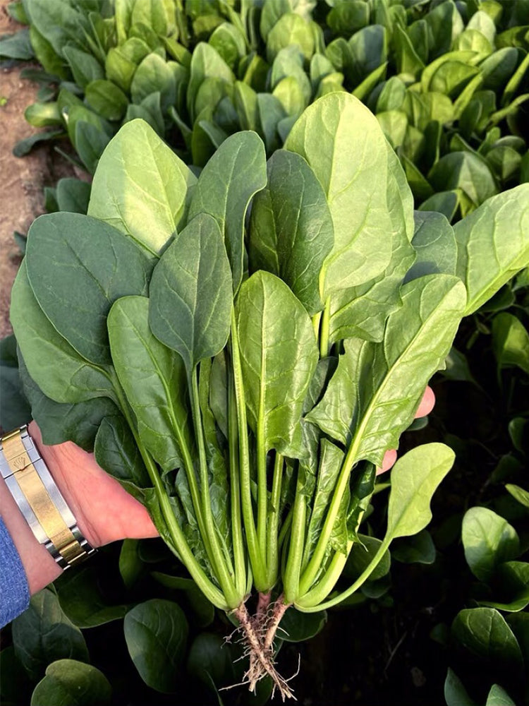 Jiannan 668 Spinachs